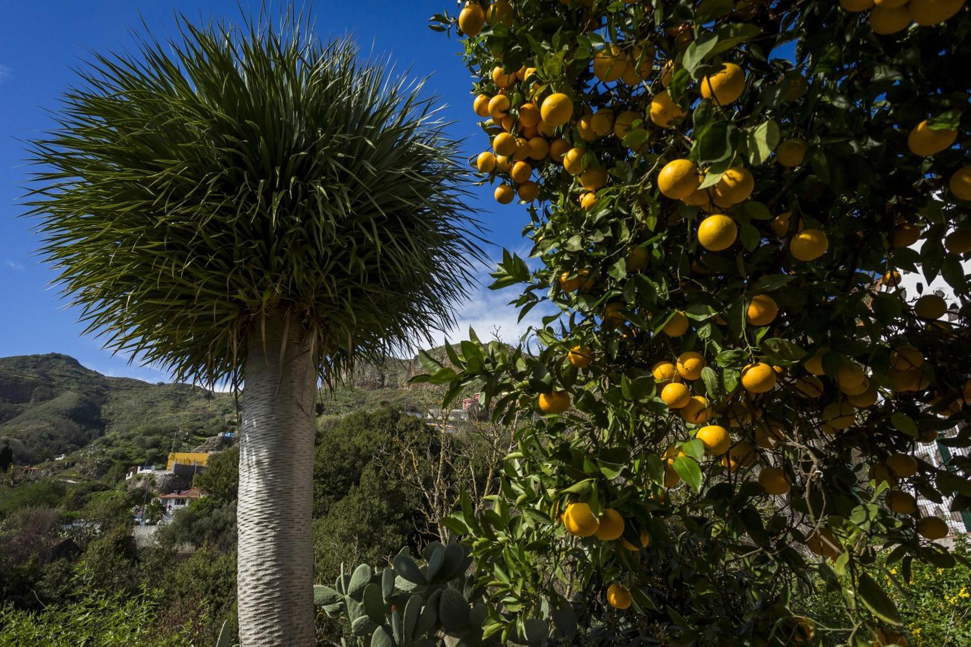 Casa Rural La Escalerilla Teror Eksteriør bilde